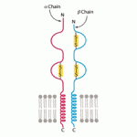 MHC-Class-II-Molecule