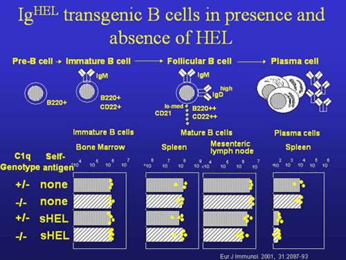 B Cell Development in Bone Marrow and Periphery Lymph Node
