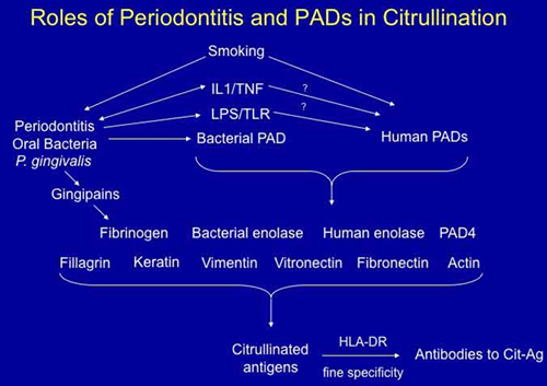 Roles of Periodontitis and PADs in Citrullination