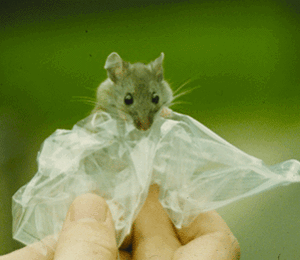 lyme_peromyscus