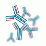 8-8-2011-antibodies