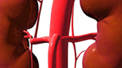 kidneys