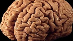 Brain