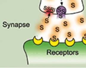 Synapse Receptors