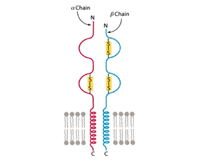 Figure: Structure of the MHC Class II Molecule