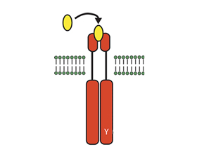 Short-Term Efficacy of a Novel Oral Tyrosine Kinase Inhibitor Demonstrated in Rheumatoid Arthritis