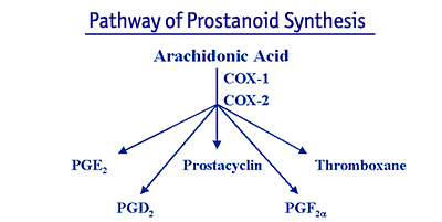 Pathway of Prostanoid Synthesis