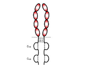 Biochemical structure of etanercept