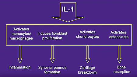 Interleukin-1 (IL-1) Pathway