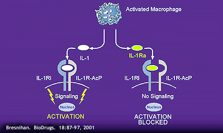 Activated Macrophage