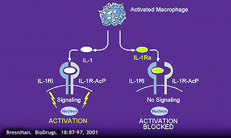 Interleukin-1 (IL-1) Pathway