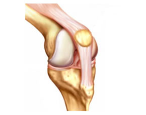 Knee Joint