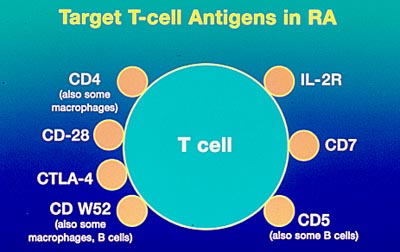 T Cell Targets