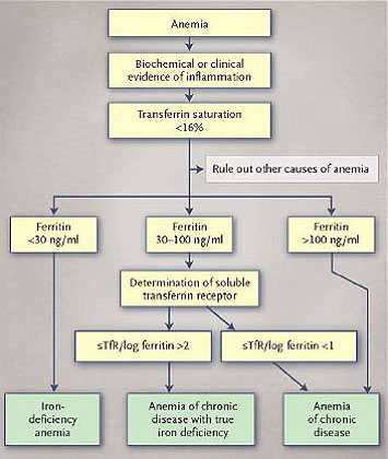 Anemia case study questions